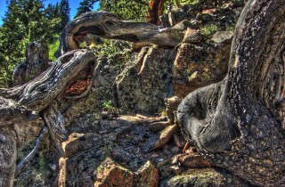 root-rock-web